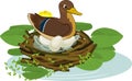 Mother wild duck mallard or Anas platyrhynchos sits over eggs in nest and yellow water-lily plants